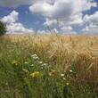 foto foto